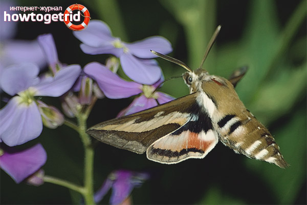 What is the lifestyle of hawks