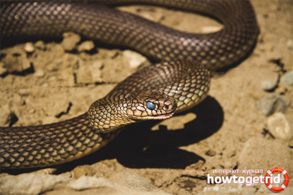 Caspian snake