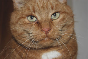 Brown cat discharge from the eyes