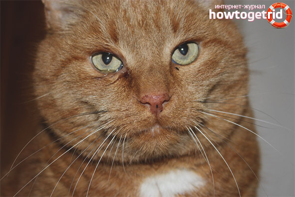 Brown cat discharge from the eyes