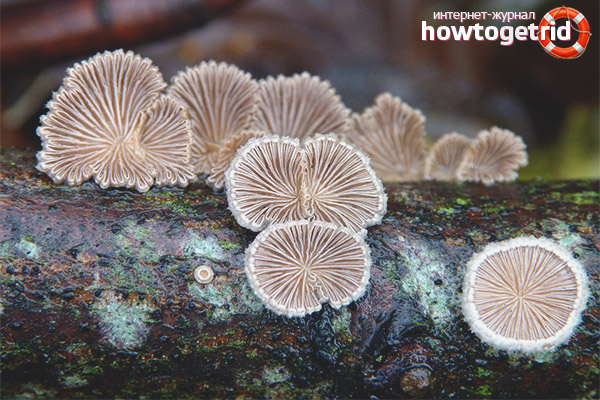 Medicinal properties of alkaline