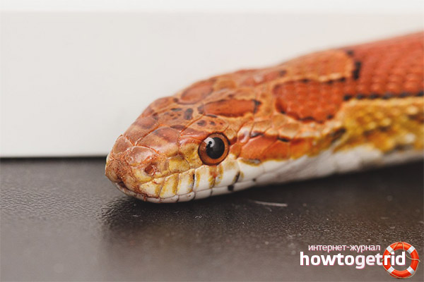 Corn snake