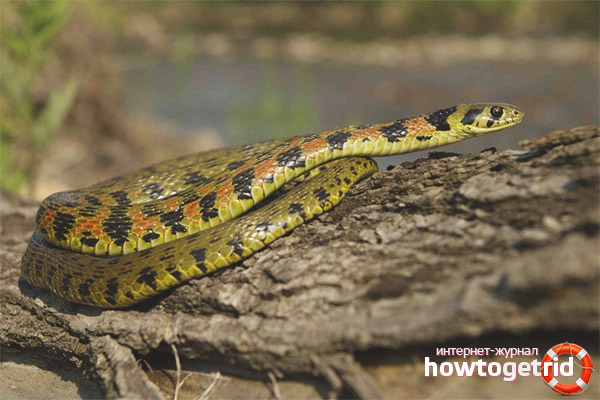 Habitat of tiger snake