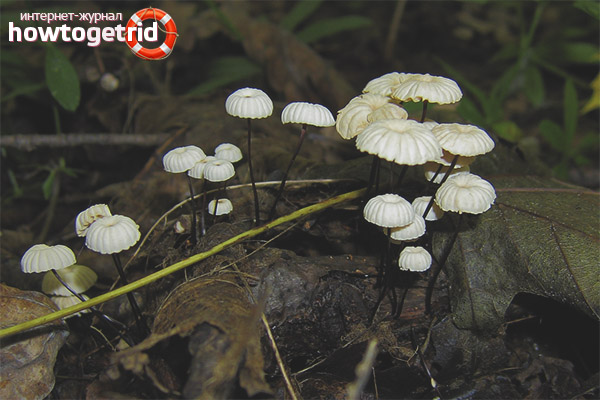 Wheel-shaped negniunik