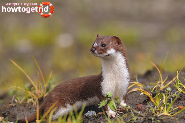 Ermine habitat