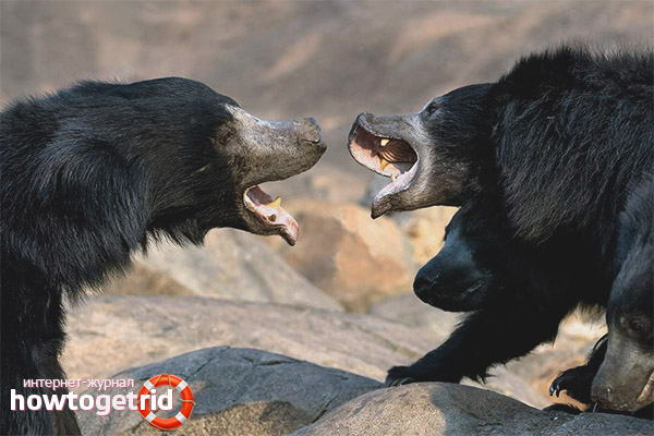 Habitat bear habitat and features