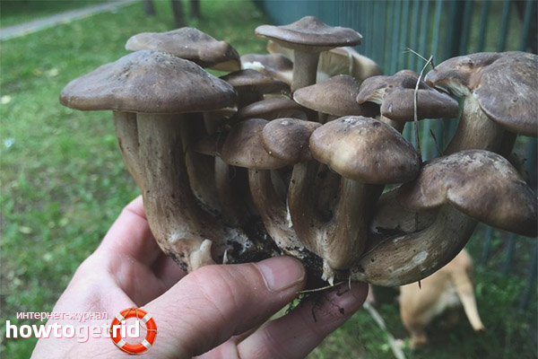 Processing rowing crowded