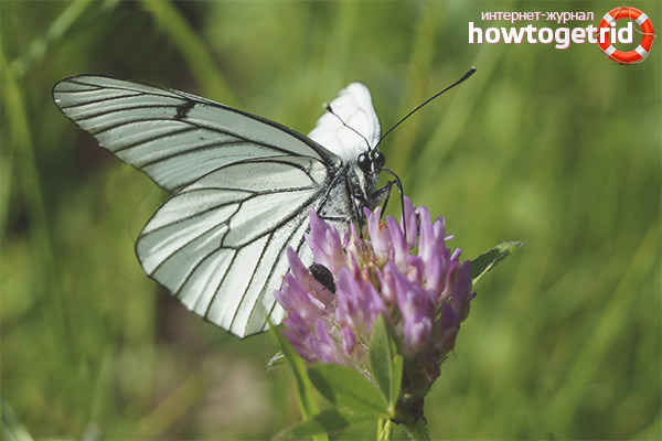 Butterfly butterfly lifestyle