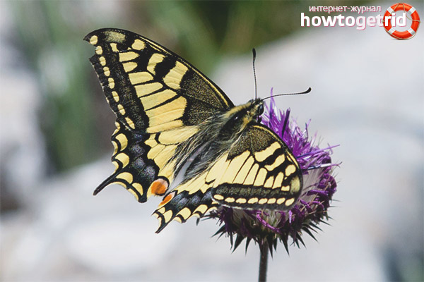 Swallowtail butterfly lifestyle