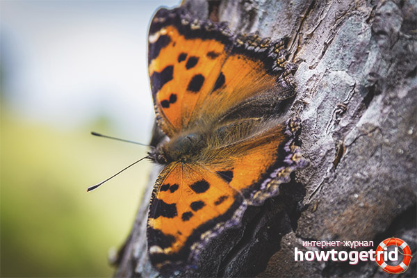 Multicolor butterfly lifestyle