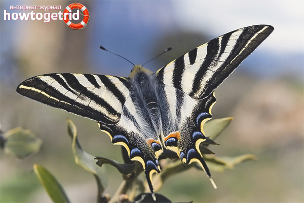 Butterfly Style Podalirium