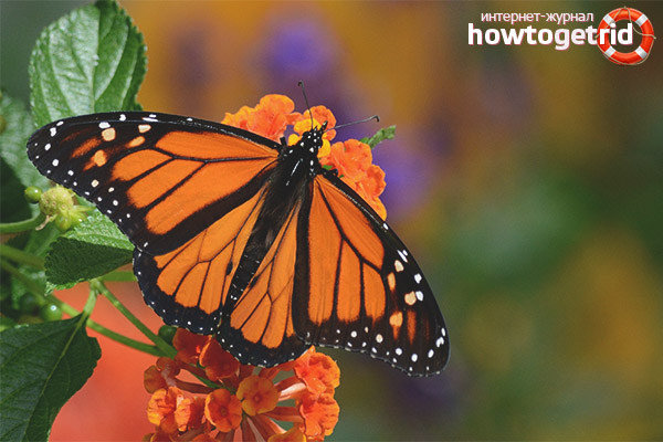 Monarch's Danaida Lifestyle