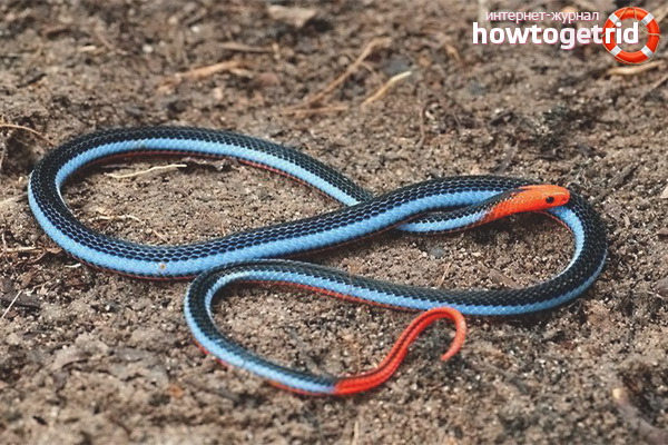 Two-lane glandular snake lifestyle