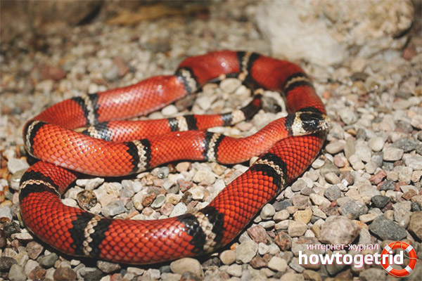 Coral Aspid Lifestyle