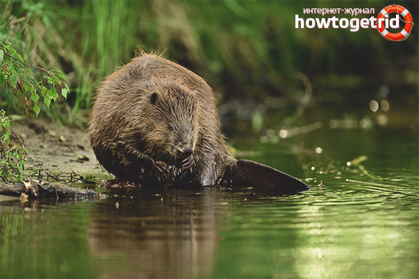 Common beaver