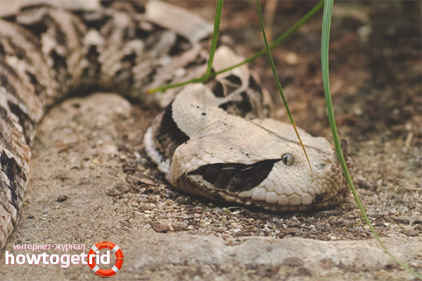 Hunting and feeding the Gabon viper