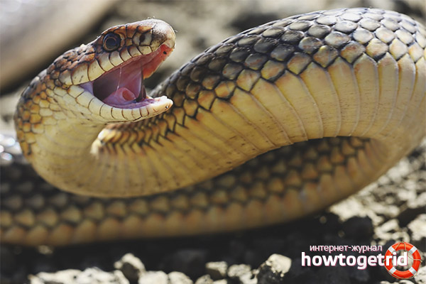 Hunting qualities of the Caspian snake