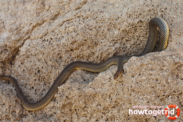 Is Caspian snake dangerous for humans?