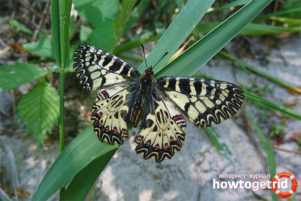 Description of Polyxena Butterfly