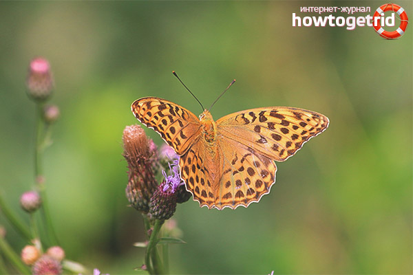 Pearl Butterfly Lifestyle Features