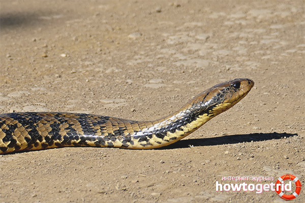 Features of the behavior of ringed water cobra