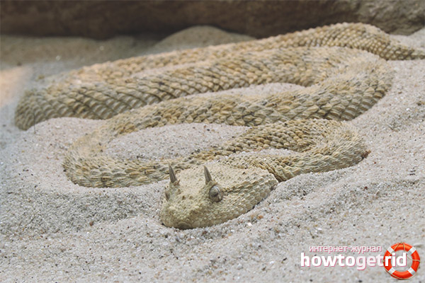 Features of the behavior of the horned viper