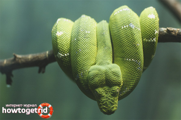 Features of keeping a dog-headed boa