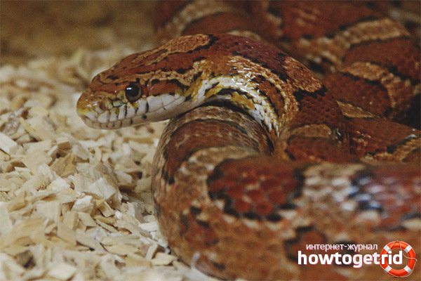 Pantherophis guttatus