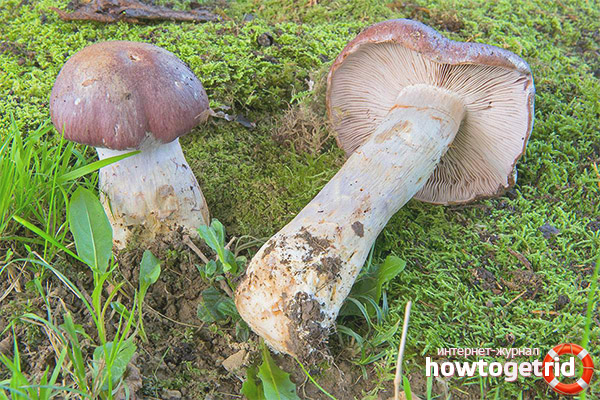 Spider web excellent