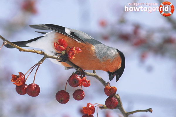 Bullfinch food