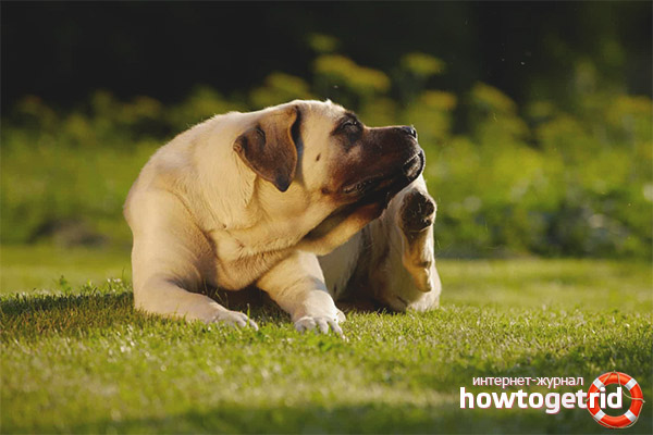 Why does a dog itch if there are no fleas