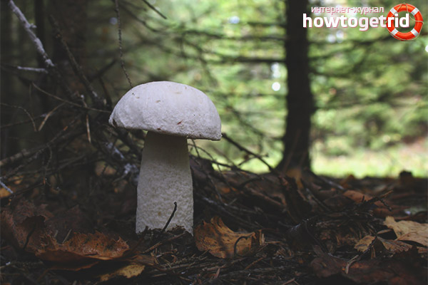 Boletus white