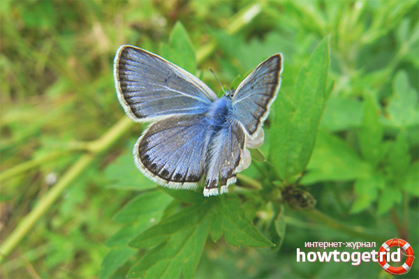 Lycaenidae subspecies