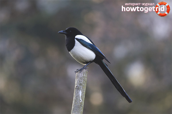 Noteworthy magpie character traits