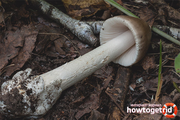 Gray float application