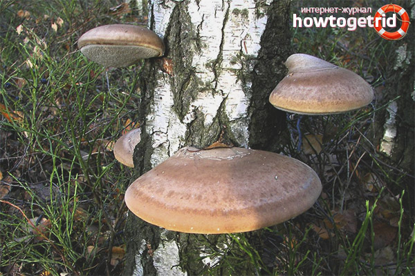 The use of birch tinder