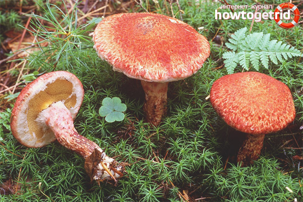 Spread oiler colorized