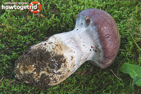 Spider Web Spread Excellent