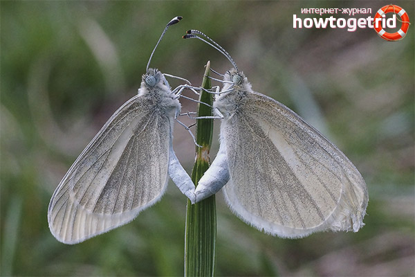 White Butterfly Breeding