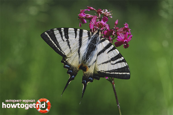 Breeding Butterfly Podalirium