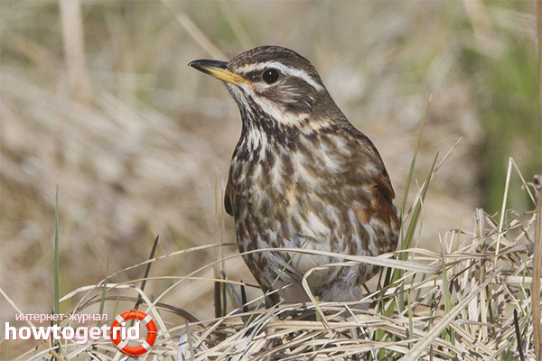 Propagation of red-browed