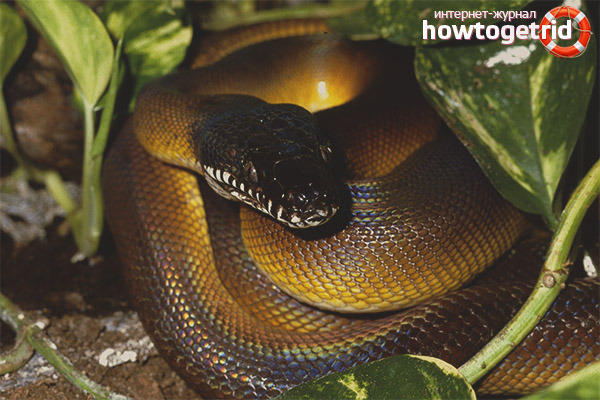 Breeding White-Lipped Python