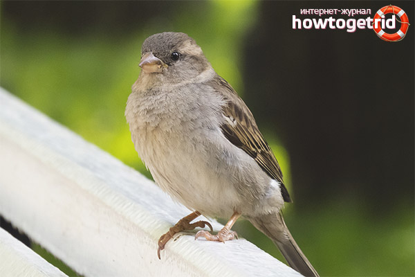 House Sparrow Breeding