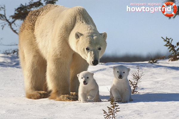 Reproduction and development of the polar bear