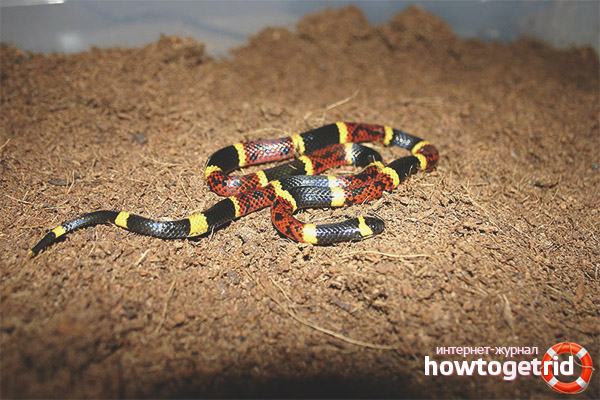 Reproduction of a coral aspid