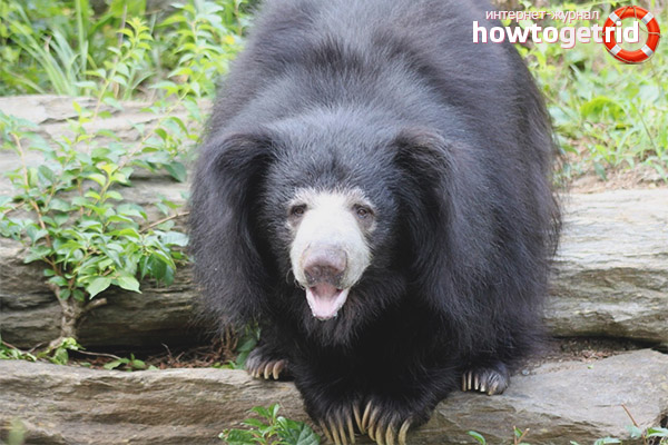 Breeding bear gubacha