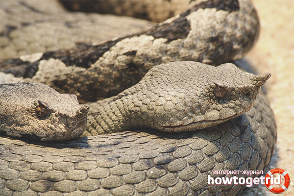 Reproduction of the nosed viper