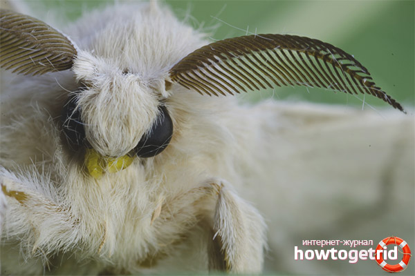 Silkworm butterfly species