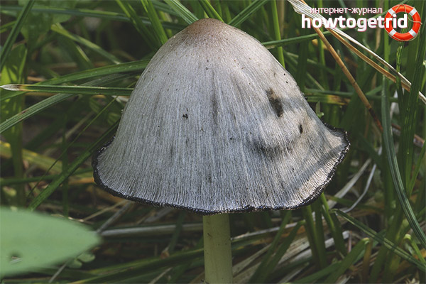Collection and harvesting of dung beetle