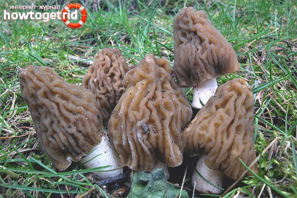 Edibility and composition of morel cap